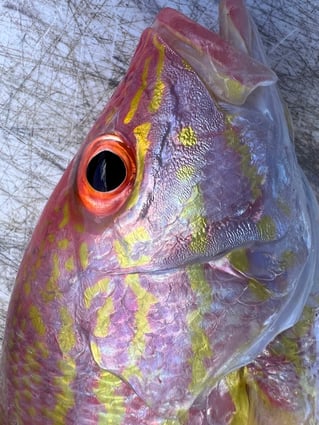 Half Day offshore fishing