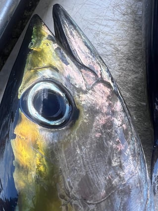 Half Day offshore fishing