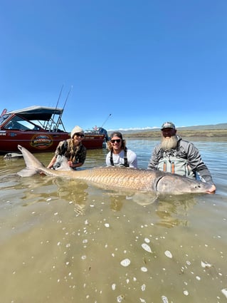 Over-Size White Sturgeon