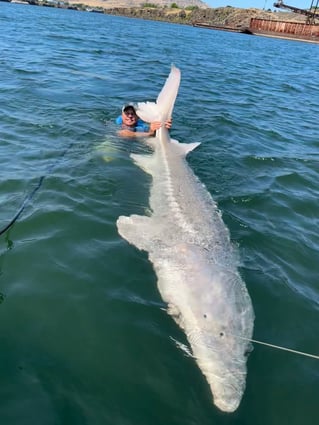 Over-Size White Sturgeon