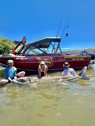 Over-Size White Sturgeon