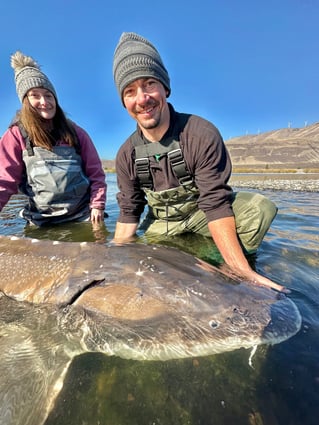 Over-Size White Sturgeon