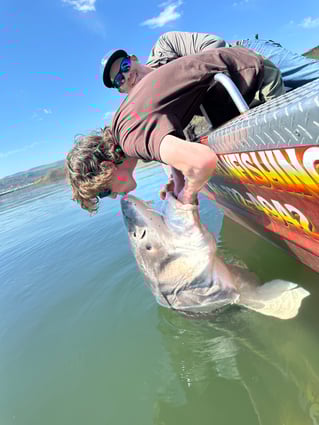 Over-Size White Sturgeon
