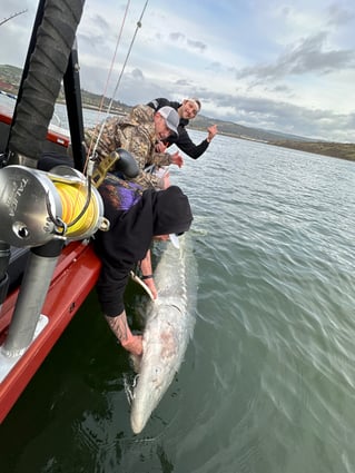 Over-Size White Sturgeon