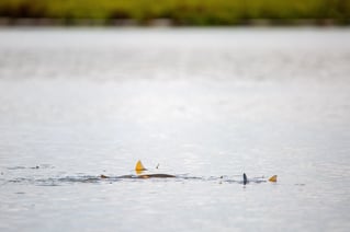 Fly fish for Redfish