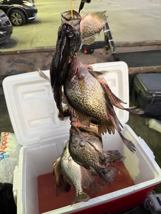 Crappie Fishing Trips