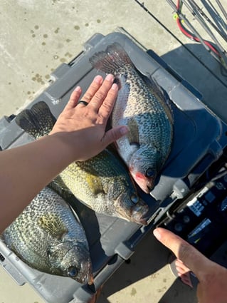 Crappie Fishing Trips