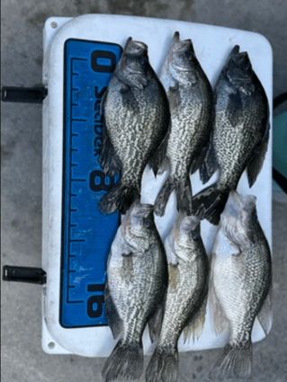 Crappie Fishing Trips