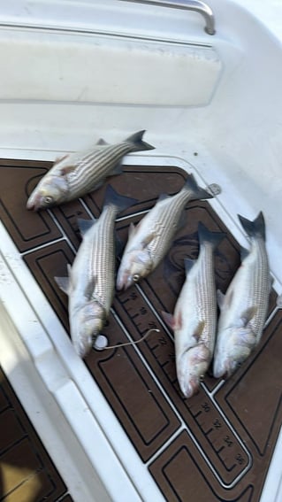 Striper Fishing Lake Murray SC