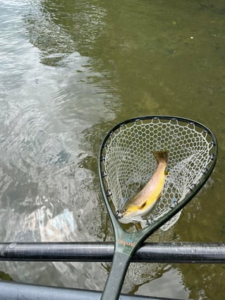 Arkansas Trout Guide