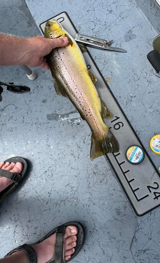 Arkansas Trout Guide