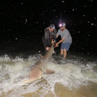 Cape May Land Based Shark Fishing