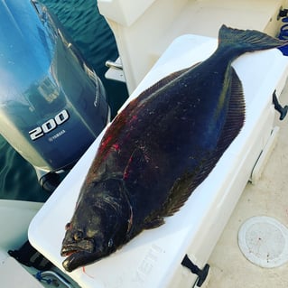 4 Hour Bay Fishing Trip