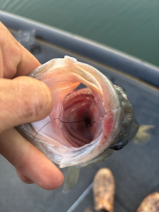 Morning Spotted Bass Fishing 