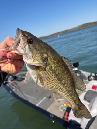 Morning Spotted Bass Fishing 