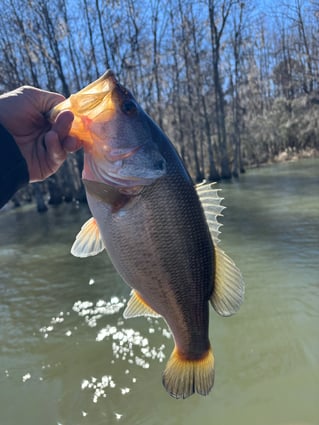 Morning Spotted Bass Fishing 