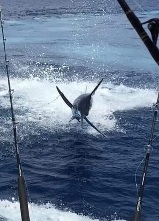 Offshore Fishing Trip