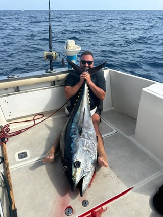 Bluefin Tuna Drifting
