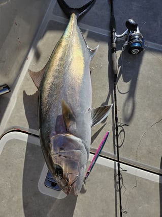 Bluefin Tuna Drifting