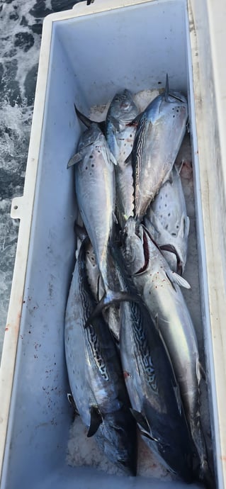 Bluefin Tuna Drifting