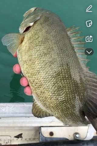 White water River adventures 