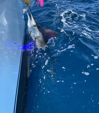 Full Day Offshore Trip