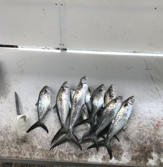 4 Hour-Inshore/Nearshore/Bottom