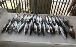 4 Hour-Inshore/Nearshore/Bottom