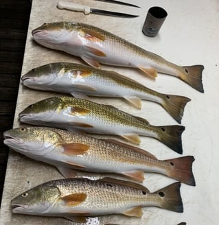 4 Hour-Inshore/Nearshore/Bottom