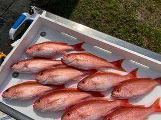 Offshore Bluewater Adventure 