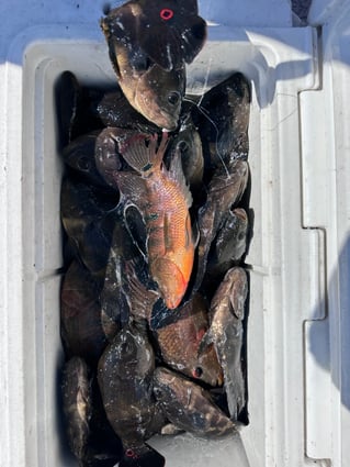 Miami Hook & Boom Trip