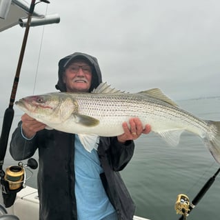 Inshore Striped Bass 