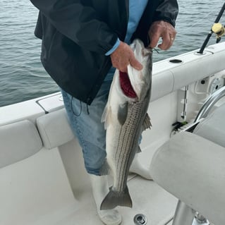 Inshore Striped Bass 