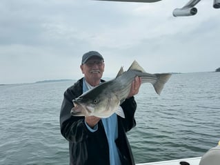 Inshore Striped Bass 