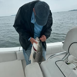 Inshore Striped Bass 