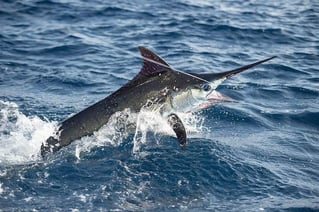 Cape Lookout Offshore