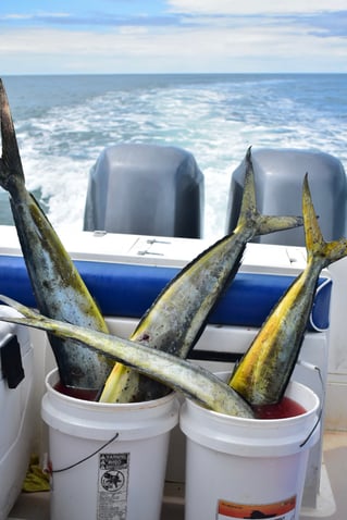 Catch and Cook in Costa Rica