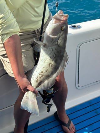 Yellowtail Fishing Trip