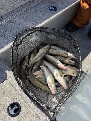 Lake St. Clair trolling trip