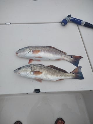 Low Country Fishing Experience