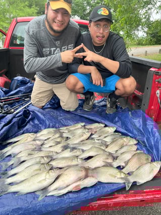 Lake Lavon White Bass