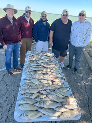 Lake Lavon White Bass