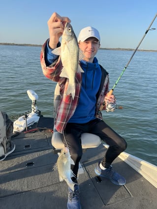 Lake Lavon White Bass