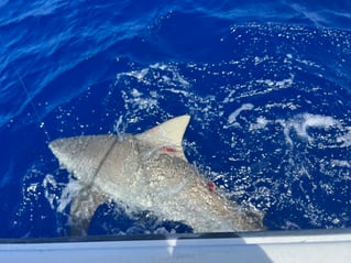 Red Snapper 10+ hour 