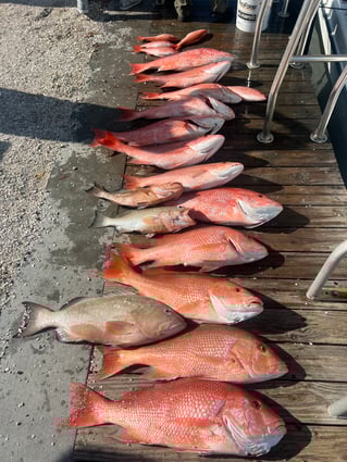 Red Snapper 10+ hour 