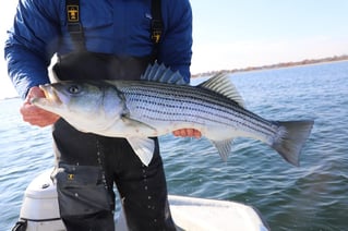 Wandering Albatross Fly Fishing