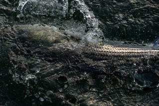 Long Island Sound Skiff Charter