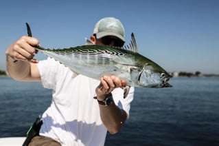 Wandering Albatross Fly Fishing