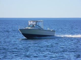 Lake Michigan Salmon & Trout