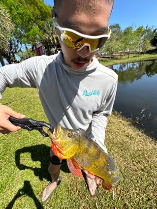 PEACOCK BASS FISHING